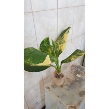 Dieffenbachia Hongsaa variegated