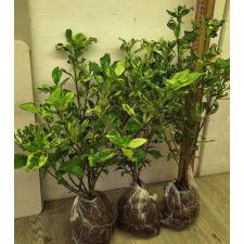 Гардения ангуста варегатная. / Gardenia angusta variegated 117