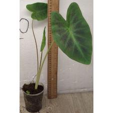 Колоказия эскулента "Кинто Алоха" /  Colocasia Esculenta 'cintho Aloha'