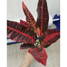 Codiaeum Judo Super Red 32 по 2600р