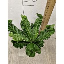 Asplenium Cobra pot 