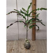 Codiaeum C-5 Sung thong Уценка