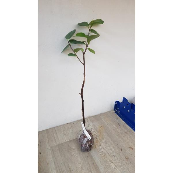 Фикус сп.(Т46) "Серебряное Блюдце" / Ficus sp.(T46) 'Silver Plate' 227