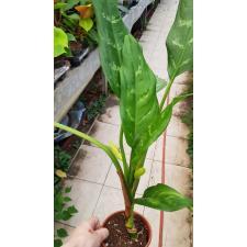 Aglaonema sp ( Фридман) 1 растение pot