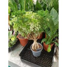 Polyscias Hawaiiana Ming Gold Bonsai (decorum)