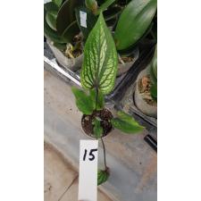 Caladium m15