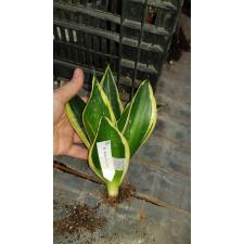 Sansevieria hahnii Jade Pagoda 823