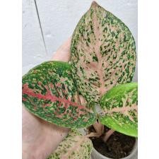 Aglaonema 10 Karat - green black (S) pot