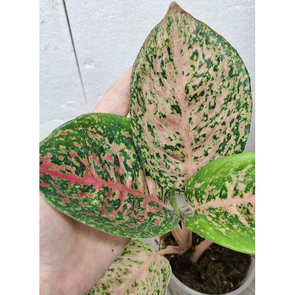 Aglaonema 10 Karat - green black (S) pot