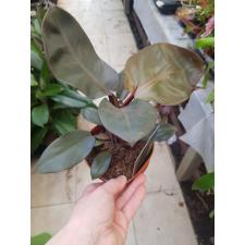 Philodendron black cardinal 12 cm pot