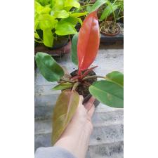 Philodendron orange 14 cm pot 