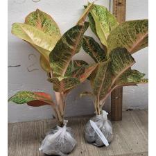Аглаонема Гарри Квин / Aglaonema Harry Queen A-97