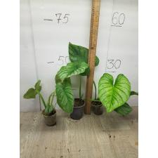 Philodendron mamei