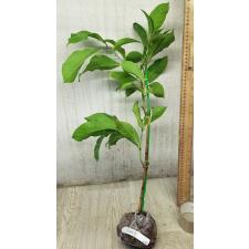 Odontadenia macrantha 206/1