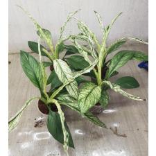Spathiphyllum - variegata sp