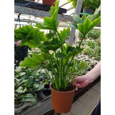 philodendron bipinnatifidum 19 cm pot 1700
