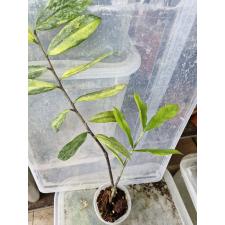 Zamioculcas zamiifolia variegated (long leaf) стакан 2200р