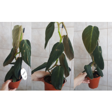 philodendron gigas 5500р