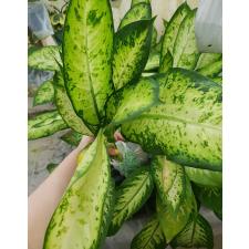 Dieffenbachia Hong Hern