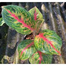 Aglaonema Ying Ruay 134
