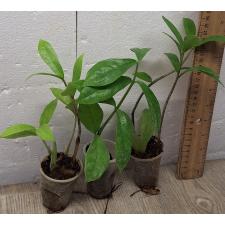 Замиокулкас замифолия (Длинный лист) / Zamioculcas Zamiifolia (Long leaf)