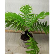 Blehnchnum sp 1500p