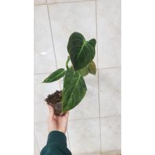 Philodendron andreanum pot 750p 
