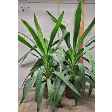 Юкка гигантея / Yucca gigantea