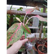 Aglaonema ‘Butterfly’ (Pink) 2 уценка 