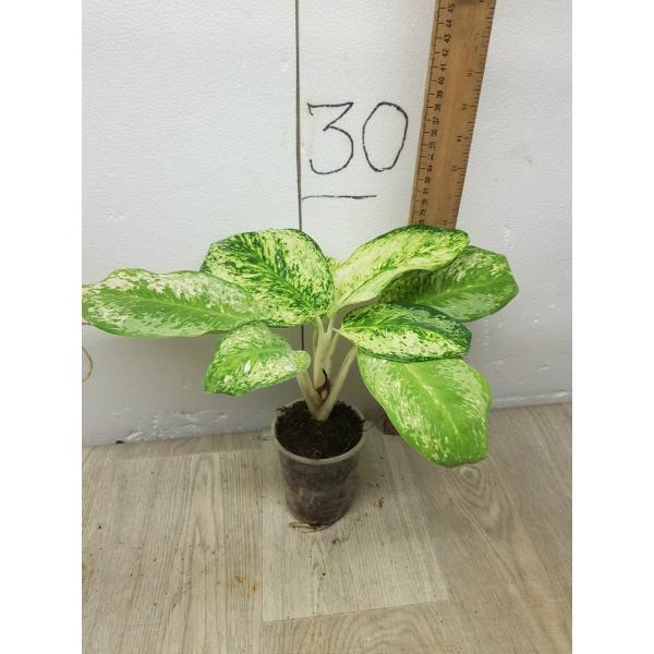 Aglaonema 3 diamonds A-4 pot