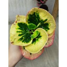Codiaeum B-11 Rose