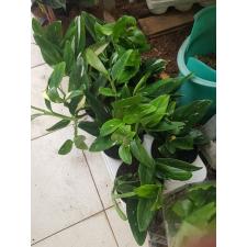 Philodendron standleyana variegata "Cobra" 13 см горшок