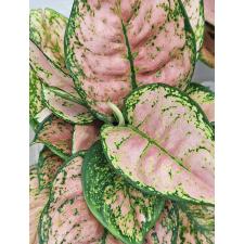 Аглаонема Аньямани Роза / Aglaonema Anyamane Rose A-14