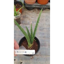 sansevieria patens 709
