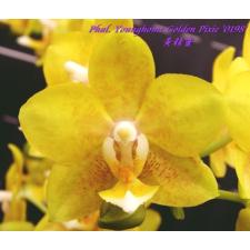 Фаленопсис Янгхоум «Голден Пикси» №0198 / Phal. Younghome Golden Pixie '0198'