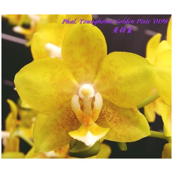 Фаленопсис Янгхоум «Голден Пикси» №0198 / Phal. Younghome Golden Pixie '0198'