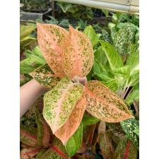 Aglaonema Sub mongkol - orange (stardust) A-121