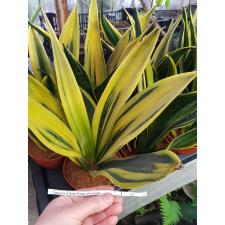 Sanseveria Gold Flame 14 cm pot