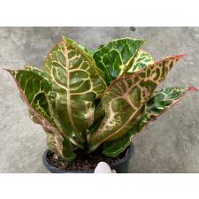 Codiaeum Siam Harmonius 170