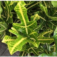 Codiaeum Sorn Thong.