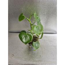 Philodendron grazielae pot Д