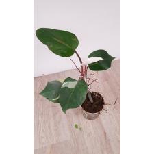 philodendron white knight pot уценка 1400р