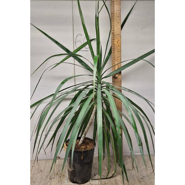 Драцена маргината / Dracaena marginata (L)