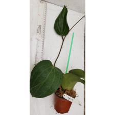 Hoya macrophylla No.3(#856). 856