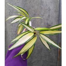 Chlorophytum sp. ‘Charlotte 47
