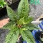 Aglaonema P-33 Lucky green