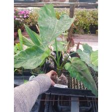 Philodendron sp.(T24) variegated 552