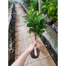 Synsepalum dulcificum 269