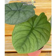 Alocasia melo sib 1.7" B1 ps.Februar22