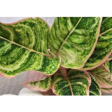 Аглаонема Пинки Пай / Aglaonema Pinky Pie A-47